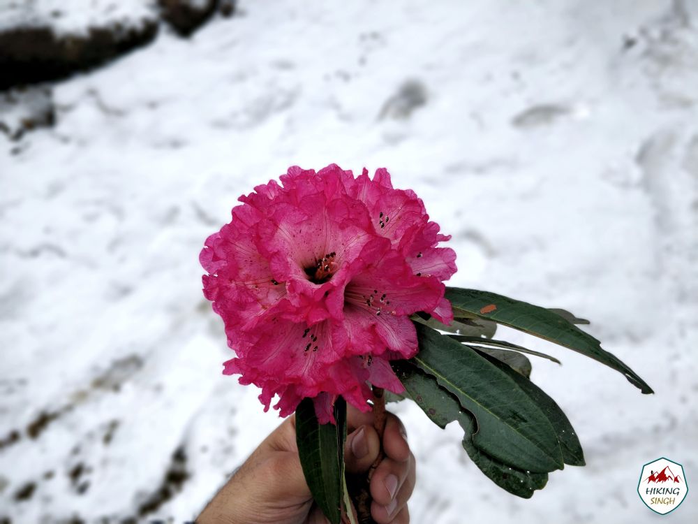 IMG_20180330_105259_Bokeh