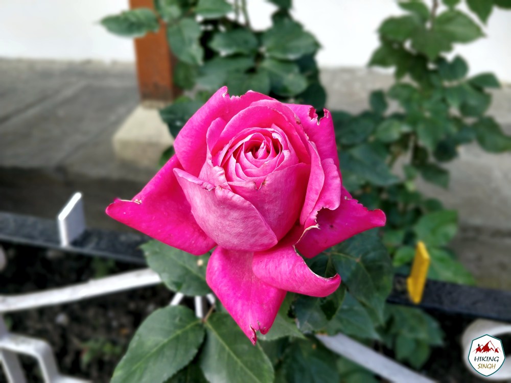 IMG_20180505_172734_Bokeh