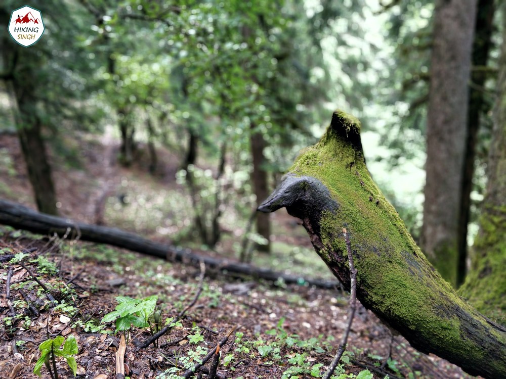 IMG_20180617_120654_Bokeh