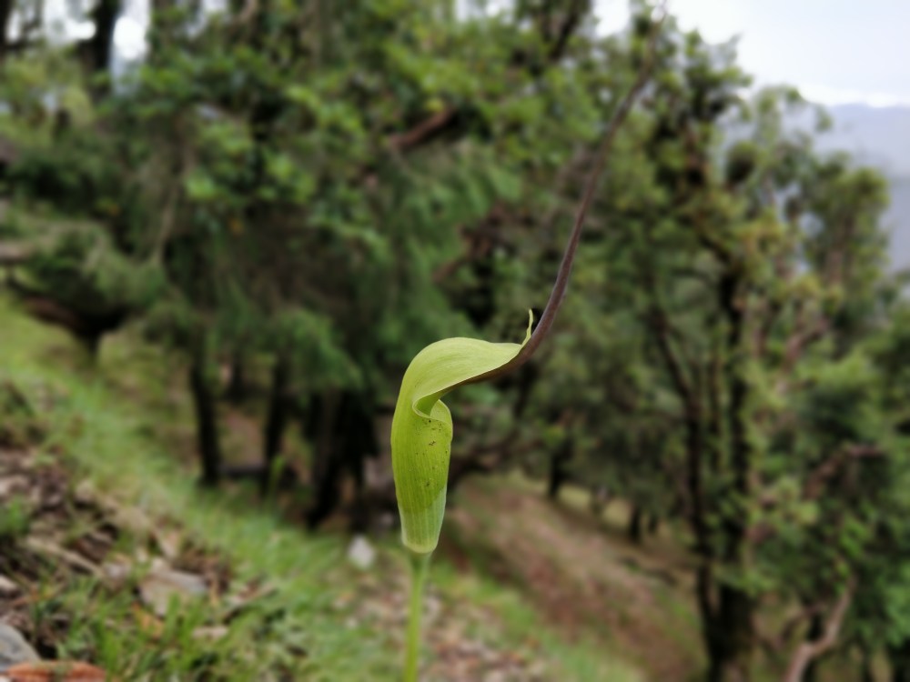 IMG_20180617_132829_Bokeh