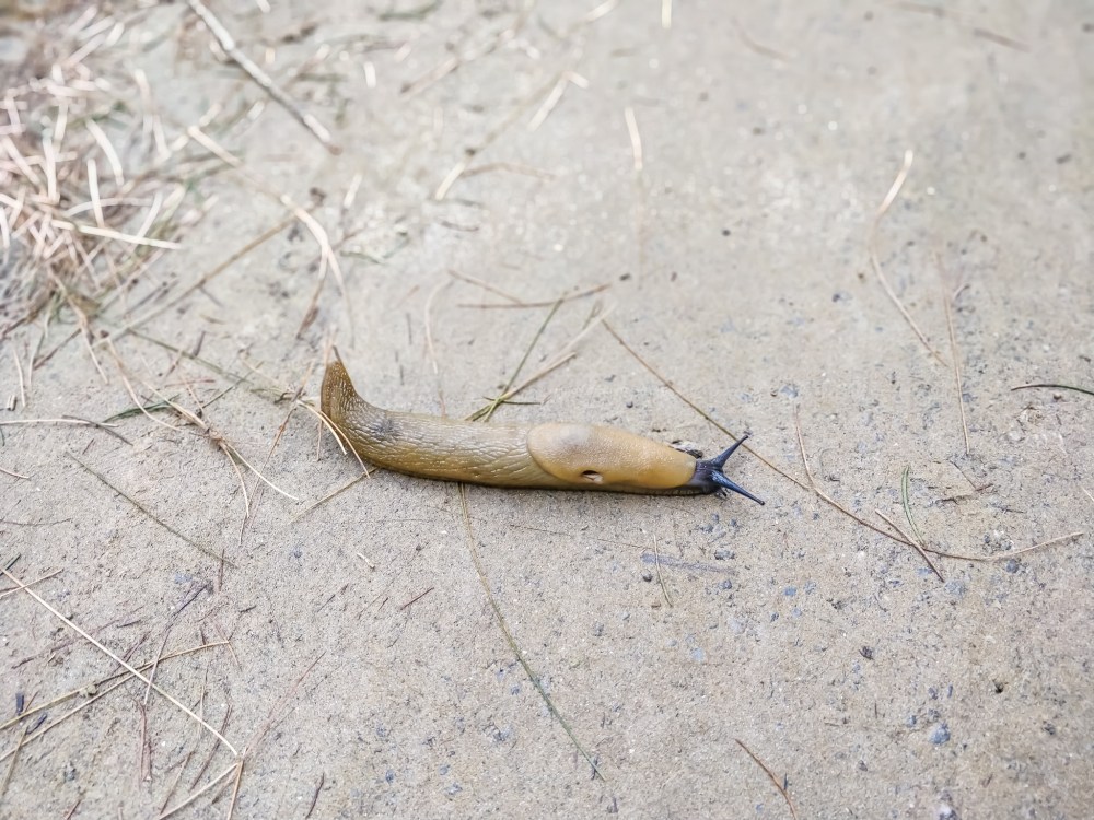 IMG_20180812_073816_Bokeh