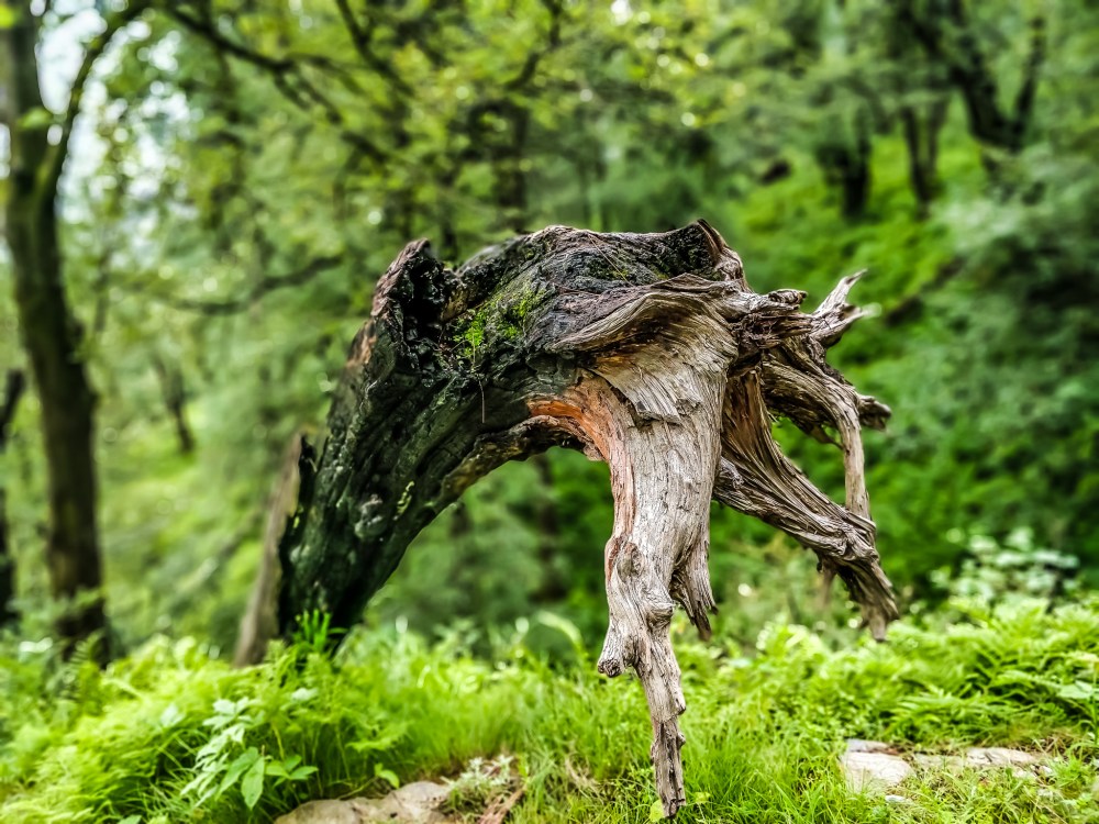 IMG_20180812_081126_Bokeh