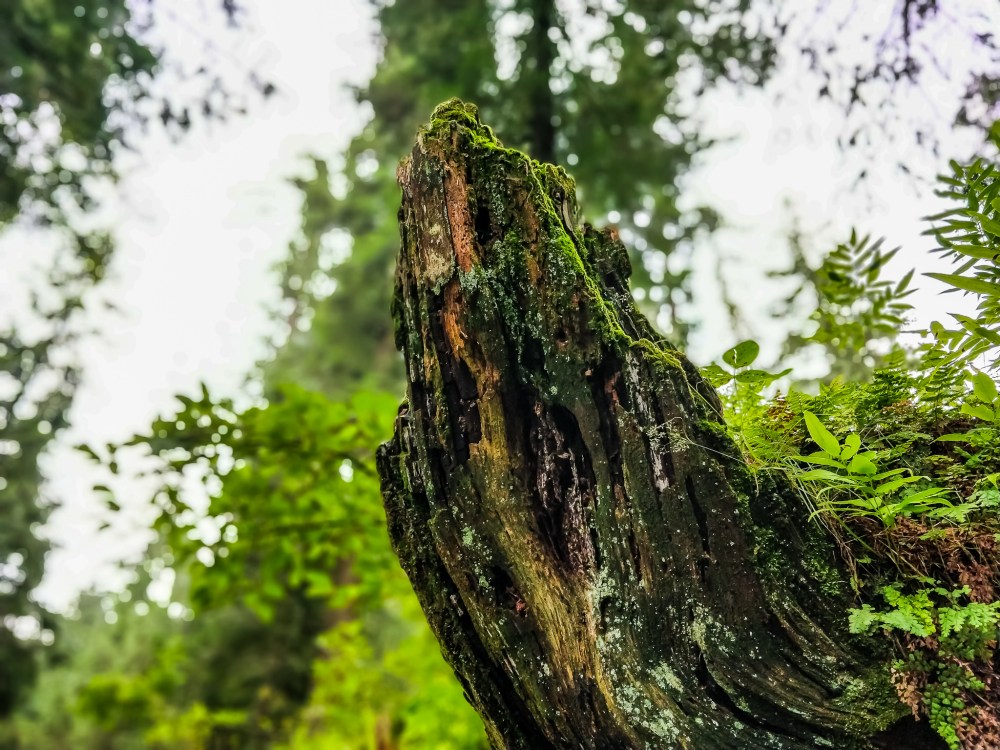 IMG_20180812_091133_Bokeh