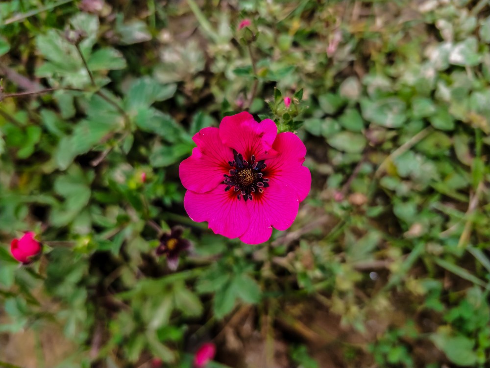 IMG_20180812_105324_Bokeh