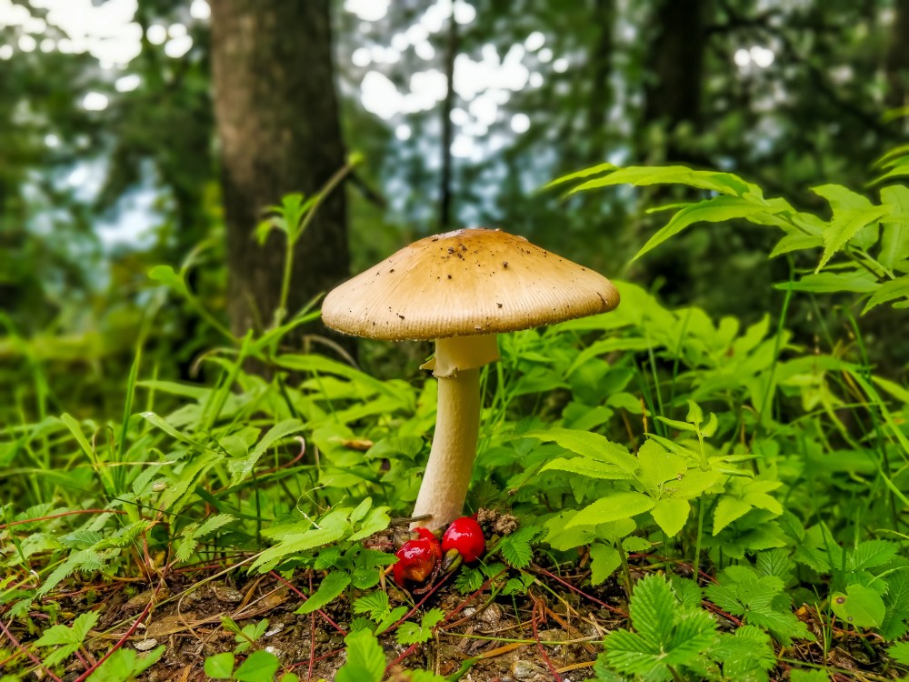 IMG_20180812_112010_Bokeh