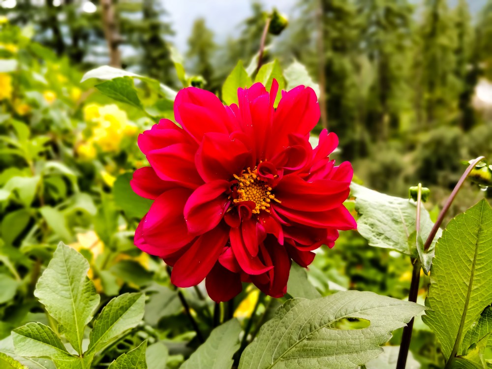 IMG_20180812_124215_Bokeh-2