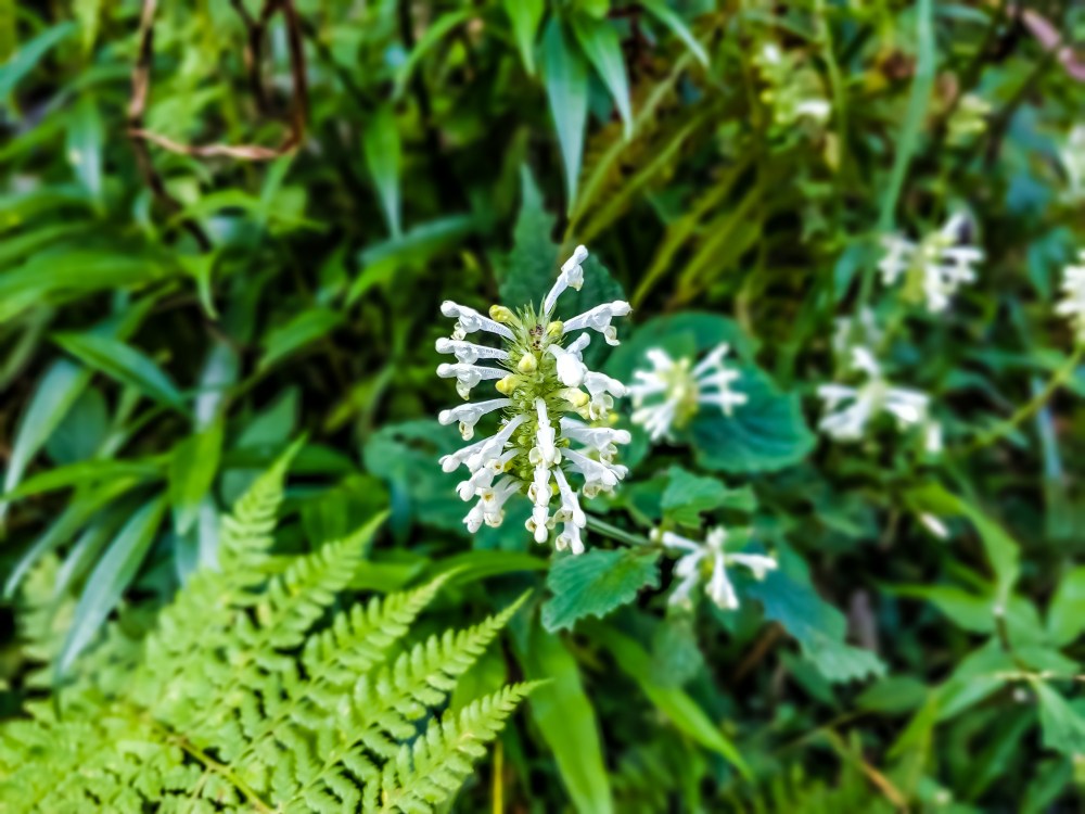 LRM_EXPORT_103059017416152_20181011_213001315